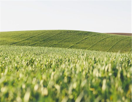A view across the ripening stalks of a food crop, cultivated wheat growing in a field near Pullman, Washington, USA. Foto de stock - Sin royalties Premium, Código: 6118-07440905