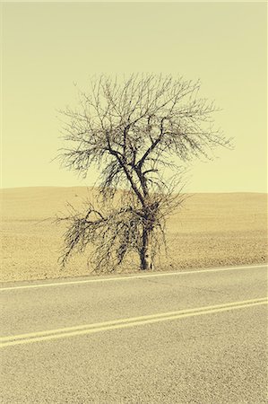 simsearch:6118-07440901,k - A Cottonwood tree at the roadside in a landscape of ploughed fields near Pullman in Washington state. Stock Photo - Premium Royalty-Free, Code: 6118-07440910