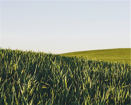 simsearch:6118-07440901,k - Lush, green rolling hills in a landscape. A crop of wheat growing and ripening near Pullman in Washington state. Stock Photo - Premium Royalty-Free, Code: 6118-07440929