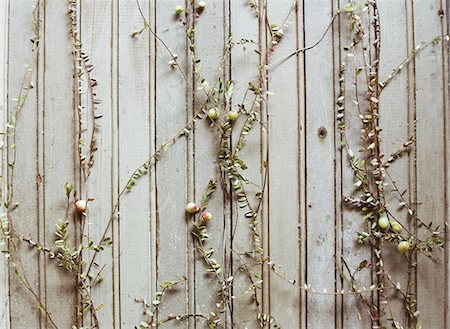 simsearch:6118-07441027,k - A cranberry farm in Massachusetts. Plants spread out on a plain background. Long thin stalks and sparse leaves, and small round ripening red berries. Photographie de stock - Premium Libres de Droits, Code: 6118-07441026