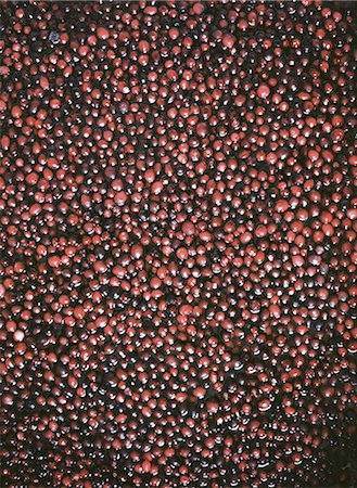 simsearch:6118-07441027,k - A cranberry farm in Massachusetts. The crops, small round red berries in water. Photographie de stock - Premium Libres de Droits, Code: 6118-07441028