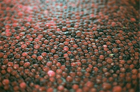 simsearch:6118-07441027,k - A cranberry farm in Massachusetts. The crops, small round red berries in water. Photographie de stock - Premium Libres de Droits, Code: 6118-07441035