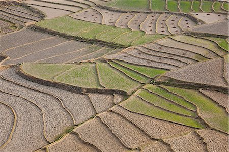 simsearch:6118-07440901,k - Cultivated terraced fields, Paro Valley, Bhutan Stock Photo - Premium Royalty-Free, Code: 6118-07439948