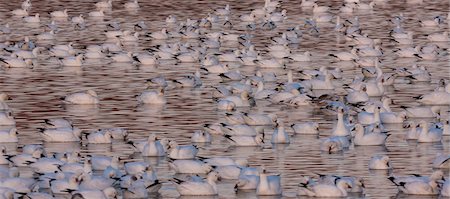 simsearch:6118-07353803,k - Snow geese, Bosque Del Apache National Wildlife Refuge, New Mexico, USA Stock Photo - Premium Royalty-Free, Code: 6118-07439965