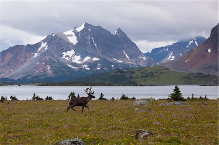 Elk, Jasper National Park, Alberta, Canada Foto de stock - Sin royalties Premium, Código: 6118-07439973