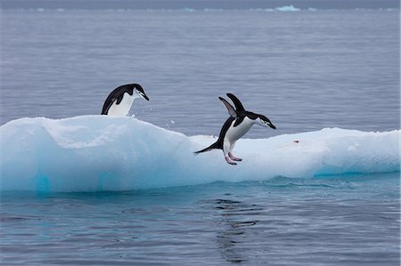 simsearch:693-03301867,k - Gentoo penguins on an iceberg, Antarctica Stock Photo - Premium Royalty-Free, Code: 6118-07439902