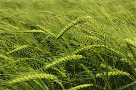 farm uk - Wheat growing in the field. Stock Photo - Premium Royalty-Free, Code: 6118-07521761