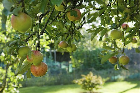 Fruit hanging from a bough on an apple tree. Stock Photo - Premium Royalty-Free, Code: 6118-07521765