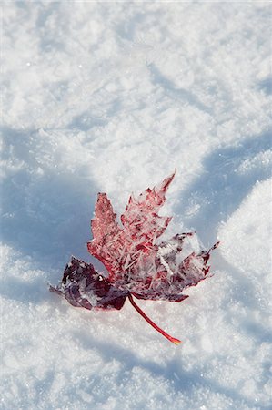 simsearch:6118-08521813,k - A dried frosted leaf in winter resting on the snow. Stock Photo - Premium Royalty-Free, Code: 6118-07762640