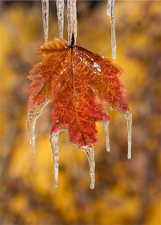simsearch:6118-08521813,k - A red brown maple leaf, in autumn. Icicles hanging off the tips. Stock Photo - Premium Royalty-Free, Code: 6118-07762641