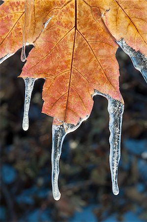 simsearch:6118-08521813,k - A red brown maple leaf, in autumn. Icicles hanging off the tips. Stock Photo - Premium Royalty-Free, Code: 6118-07762642