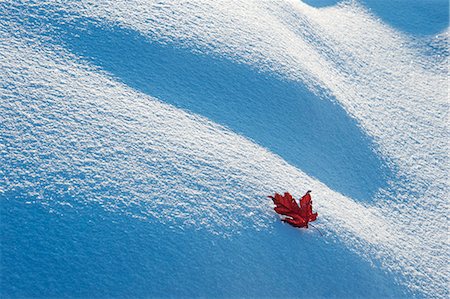 simsearch:6118-08521813,k - A red autumnal coloured maple leaf against snow. Stock Photo - Premium Royalty-Free, Code: 6118-07762638