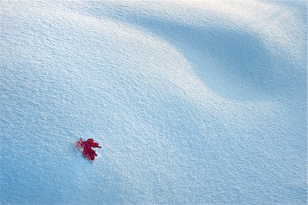 simsearch:6118-08521813,k - A red autumnal coloured maple leaf against snow. Stock Photo - Premium Royalty-Free, Code: 6118-07762639