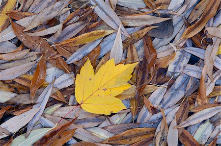 A single leaf on top of a pile of leaves in autumn. Stock Photo - Premium Royalty-Free, Code: 6118-07731862