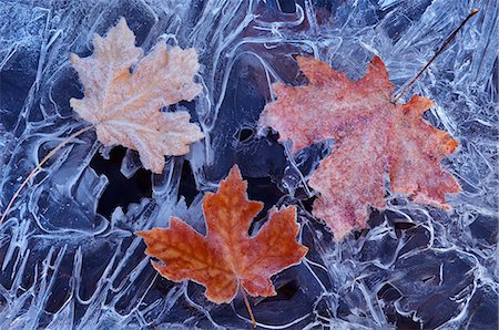 A maple leaf in autumn colours on ice. Stock Photo - Premium Royalty-Free, Code: 6118-07731867