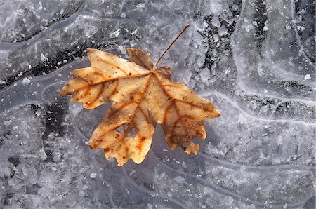 A maple leaf in autumn colours on ice. Stock Photo - Premium Royalty-Free, Code: 6118-07731865