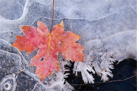 A maple leaf in autumn colours on ice. Stock Photo - Premium Royalty-Free, Code: 6118-07731866