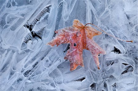 A maple leaf, autumn foliage colour on ice. Stock Photo - Premium Royalty-Free, Code: 6118-07731868