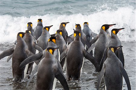 simsearch:6118-07353803,k - A group of king penguins, Aptenodytes patagonicus on South Georgia Island. Stock Photo - Premium Royalty-Free, Code: 6118-07731997