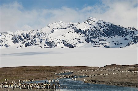 simsearch:6118-07353803,k - A group of king penguins, Aptenodytes patagonicus on South Georgia Island. Stock Photo - Premium Royalty-Free, Code: 6118-07731998