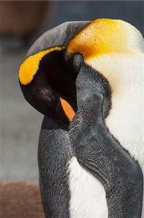 simsearch:693-03301867,k - An adult king penguin, Aptenodytes patagonicus, on South Georgia Island. Stock Photo - Premium Royalty-Free, Code: 6118-07731999