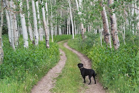 dogs in nature - A black Labrador dog standing on a deserted path through aspen woods. Stock Photo - Premium Royalty-Free, Code: 6118-07731930