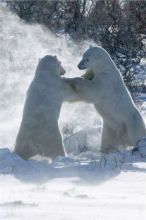 simsearch:6118-07353803,k - Two polar bears standing upright on their hind legs wrestling each other. Stock Photo - Premium Royalty-Free, Code: 6118-07732047