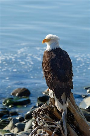 A bald eagle, Haliaeetus leucocephalus, perched on a rock. Stock Photo - Premium Royalty-Free, Code: 6118-07732097