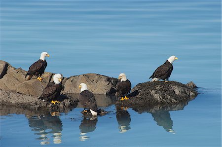 simsearch:6118-07353803,k - A group of bald eagles, Haliaeetus leucocephalus, perched on rocks by water. Stock Photo - Premium Royalty-Free, Code: 6118-07732096