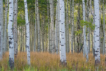 fall aspens - The tall straight trunks of trees in the forests with pale grey bark and green foliage. Stock Photo - Premium Royalty-Free, Code: 6118-08081900