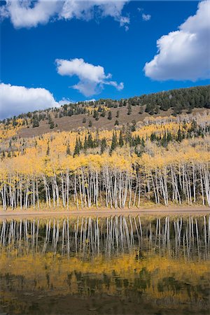 simsearch:6118-08521813,k - View over the Aspen trees and a wooded hillside at Silver Lake. Stock Photo - Premium Royalty-Free, Code: 6118-08088560