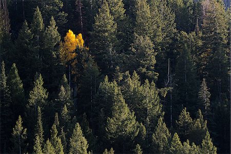 simsearch:6118-08521813,k - View from above of an aspen tree in bright autumn foliage, among dark pine trees. Stock Photo - Premium Royalty-Free, Code: 6118-08088561