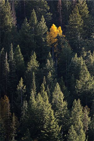 simsearch:6118-08521813,k - View from above of an aspen tree in bright autumn foliage, among dark pine trees. Stock Photo - Premium Royalty-Free, Code: 6118-08088562
