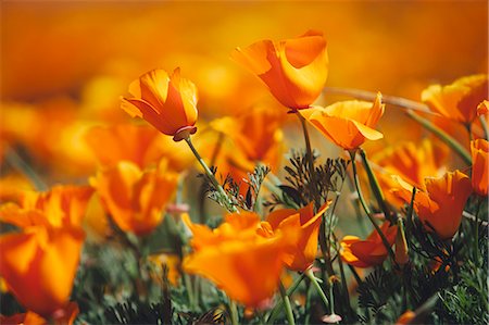 A naturalised crop of the vivid orange flowers, the California poppy, Eschscholzia californica, flowering, in the Antelope Valley California poppy reserve. Papaveraceae. Stock Photo - Premium Royalty-Free, Code: 6118-08001597
