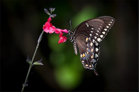 Close up of a Swallowtail butterfly sitting on a pink flower. Foto de stock - Sin royalties Premium, Código: 6118-08140142