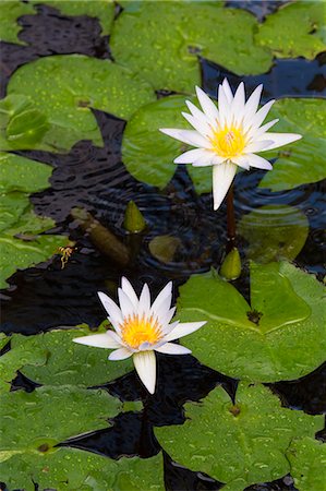 saint thomas - Water lilies and lily pads on a pond. Photographie de stock - Premium Libres de Droits, Code: 6118-08140146