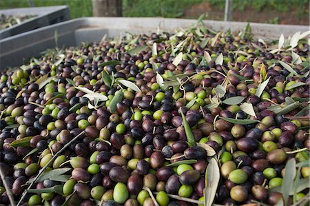 Freshly harvested olives in Tuscany, being prepared for press. Stock Photo - Premium Royalty-Free, Code: 6118-08140248