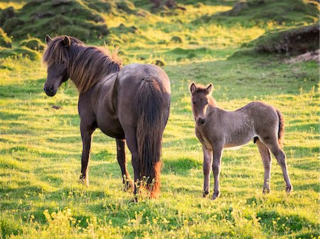 A mature horse and a foal beside it grazing during the hours of the midnight sun. Stock Photo - Premium Royalty-Free, Code: 6118-08227032