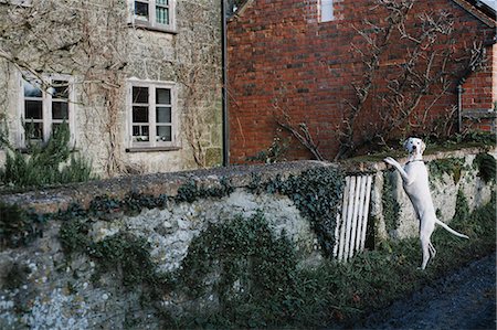 dog - A large dog standing on his back legs looking over a wall. Photographie de stock - Premium Libres de Droits, Code: 6118-08521758