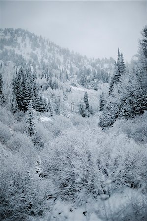 simsearch:6118-08521813,k - The mountains in winter, view of pine forests in snow. Stock Photo - Premium Royalty-Free, Code: 6118-08521809