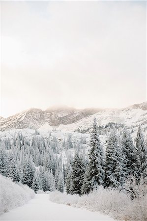 simsearch:6118-08521813,k - The mountains in winter, pine forest in a valley with low cloud and thick snow. Stock Photo - Premium Royalty-Free, Code: 6118-08521815