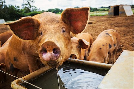 Three pigs in a field, one drinking from a trough. Stock Photo - Premium Royalty-Free, Code: 6118-08797540