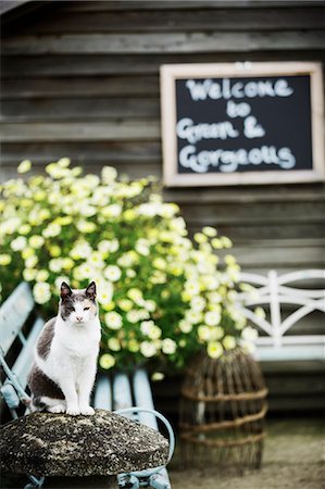A cat seated on a bench by flowering plants in a commercial plant nursery. Welcome chalk board sign. Stock Photo - Premium Royalty-Free, Code: 6118-08725579