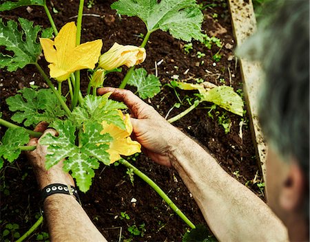 A gardener working in a vegetable plot, bending to pick courgettes with yellow flowers. Stock Photo - Premium Royalty-Free, Code: 6118-08729269