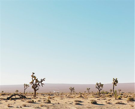 Cactus trees growing in a desert landscape against a blue sky. Stock Photo - Premium Royalty-Free, Code: 6118-08883033