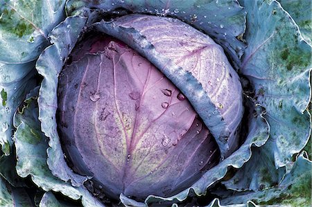 simsearch:6118-07808971,k - A large purple cabbage, brassica, with green outer leaves. Stock Photo - Premium Royalty-Free, Code: 6118-08827500