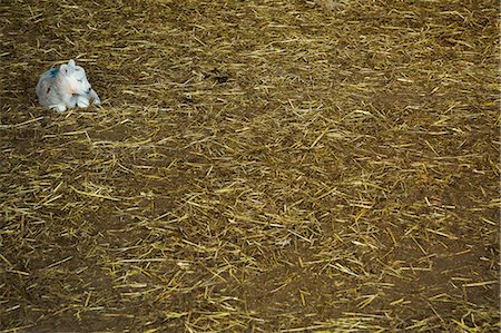 simsearch:6118-07731886,k - Newborn lamb lying on a bed of straw in a stable. Stock Photo - Premium Royalty-Free, Code: 6118-08947687
