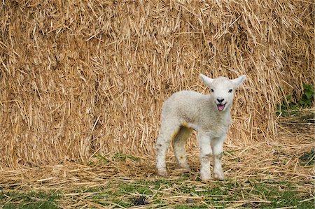 simsearch:6118-07731886,k - Newborn lamb standing outdoors in front of a large bale of straw. Stock Photo - Premium Royalty-Free, Code: 6118-08947691