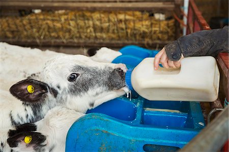 simsearch:6118-07731886,k - Woman standing in a stable, bottle feeding a black and white calf. Stock Photo - Premium Royalty-Free, Code: 6118-08947698
