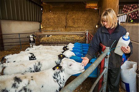 simsearch:6118-07731886,k - Woman holding a feeding bottle standing in a stable, next to a pen with black and white calves. Stock Photo - Premium Royalty-Free, Code: 6118-08947699